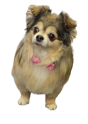 Dog after grooming at a home-based dog grooming salon in Spennymoor