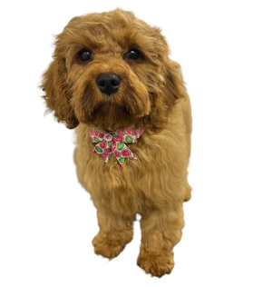 Dog grooming services in Spennymoor – small dog after grooming in a calm home salon