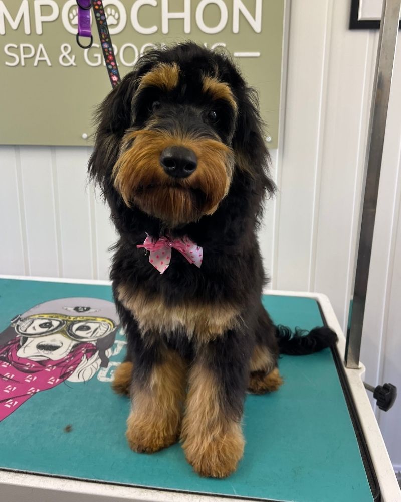 Puppy during a grooming visit at Shampoochon in Spennymoor