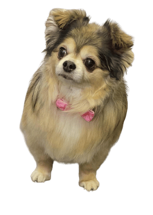 Dog after grooming at a home-abased dog grooming salon in Spennymoor