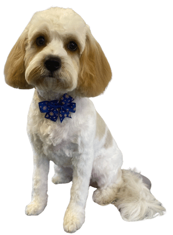 Dog after grooming at home-based dog grooming salon in Spennymoor