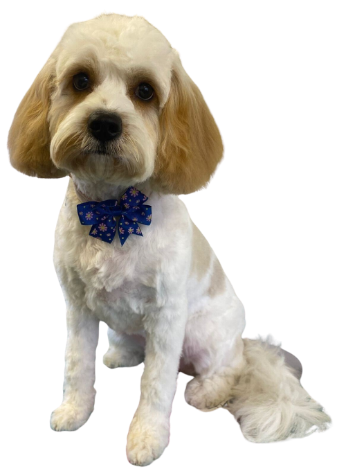 Dog after grooming at home-based dog grooming salon in Spennymoor